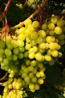 Виноград Цимус