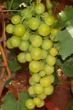 Виноград Прима Украины