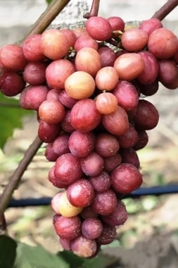 Виноград Дынька