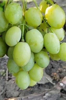 Виноград Балтимор