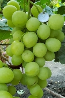 Виноград Индиана