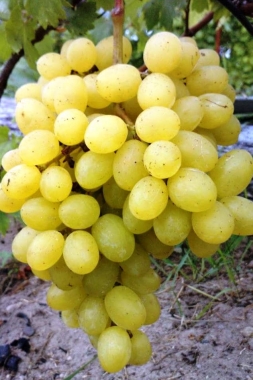 Виноград Красавчик