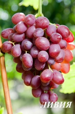 Виноград Ливия