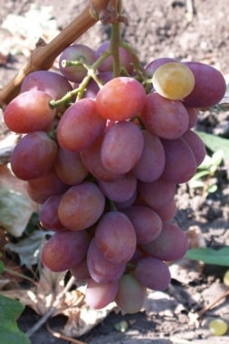 Виноград Рубиновый Юбилей