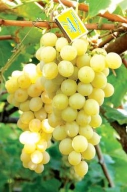 Виноград Италия