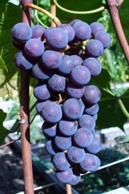 Виноград Альфа