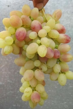 Виноград Тасон