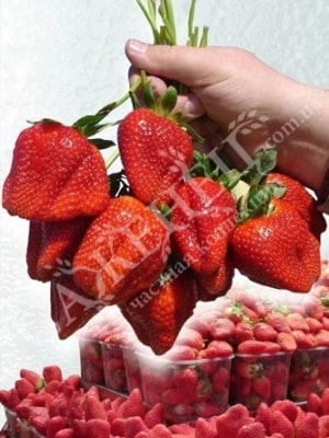 Клубника Монтерей