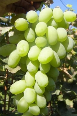 Виноград Венечный