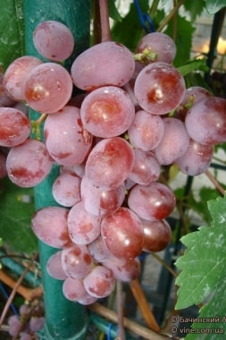 Виноград Виктория