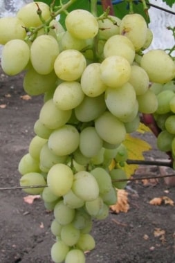 Виноград Мускат посада