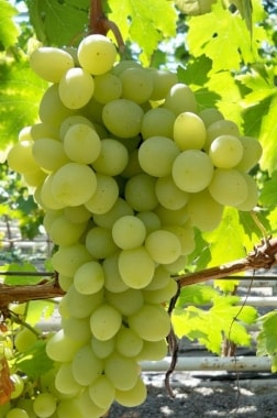 Виноград Адьютант