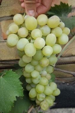 Виноград Болгария