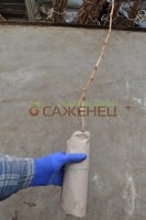 Упаковка саженцев винограда