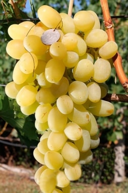 Виноград Ландыш