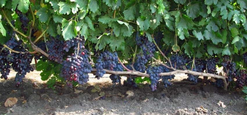 Фуршетный шпалера