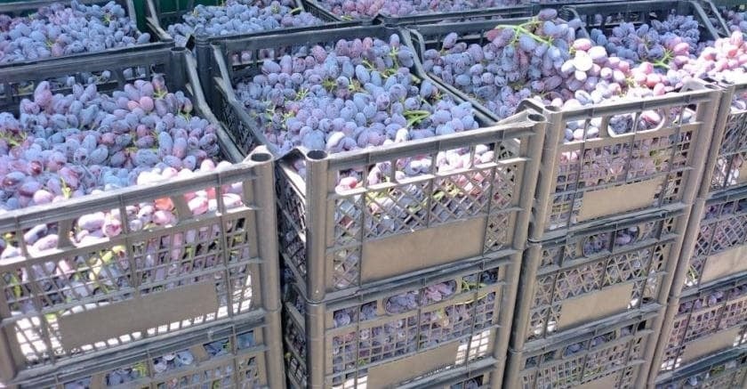 Урожай Юпитера