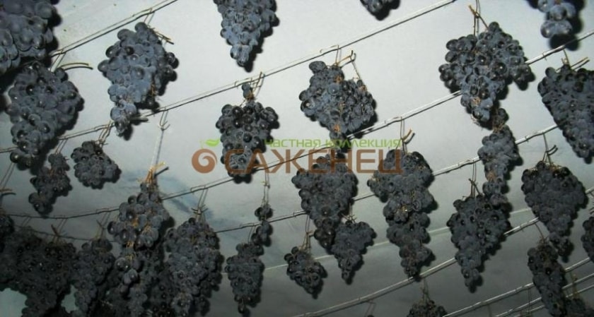 Подвешенные грозди винограда