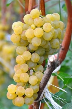 Виноград Цитронный Магарач