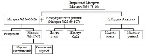 Родословная сорта