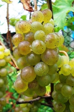 Виноград Бианка