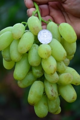 Виноград Сицилия