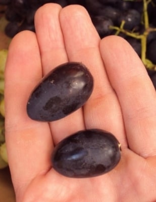 Ягода Надежды АЗОС