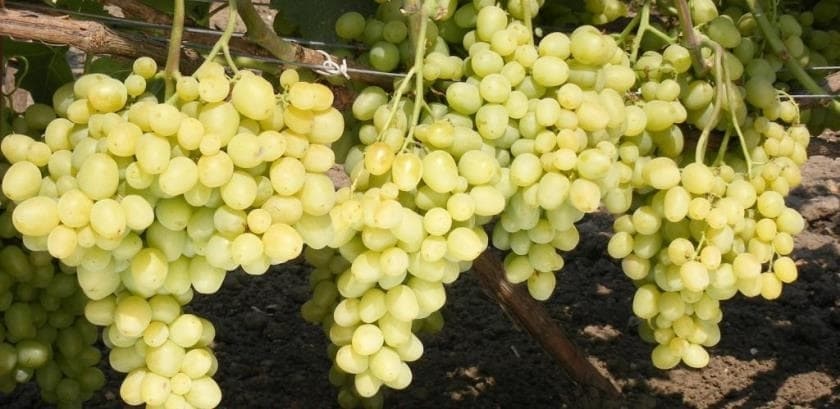 Урожай Супер-экстра