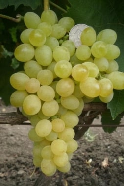 Виноград Коктейль