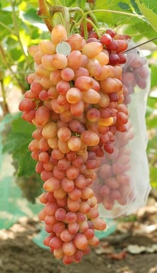 Гроздь Софии