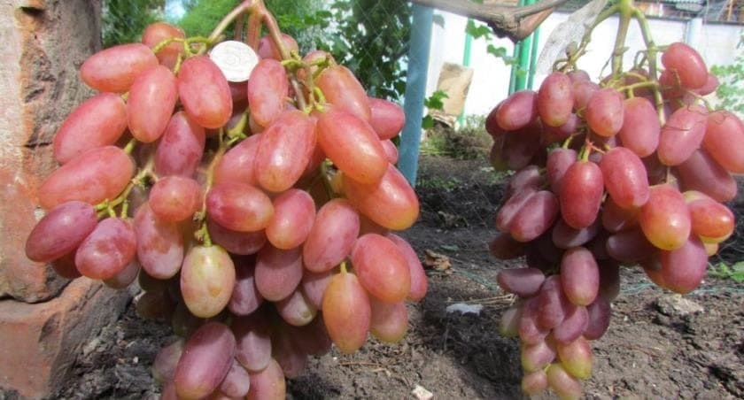 Спелая кисть ЮНЧ