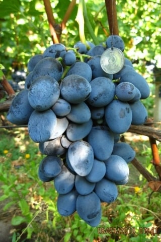 Созревшая гроздь