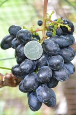 Виноград Ласточка