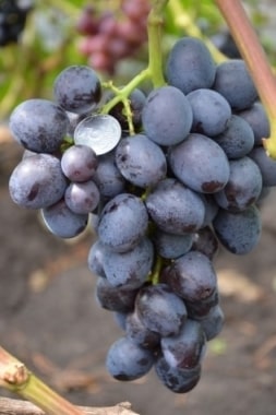 Виноград Подарок Несветая