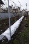 Укрытие винограда на зиму